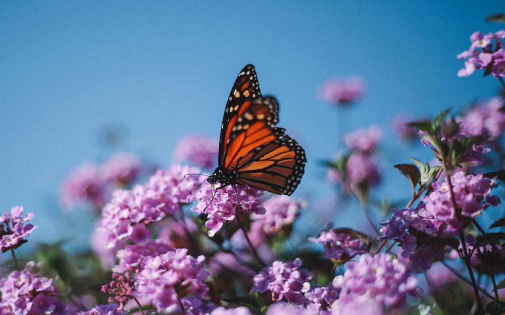 a butterfly sitting on top of a purple flower