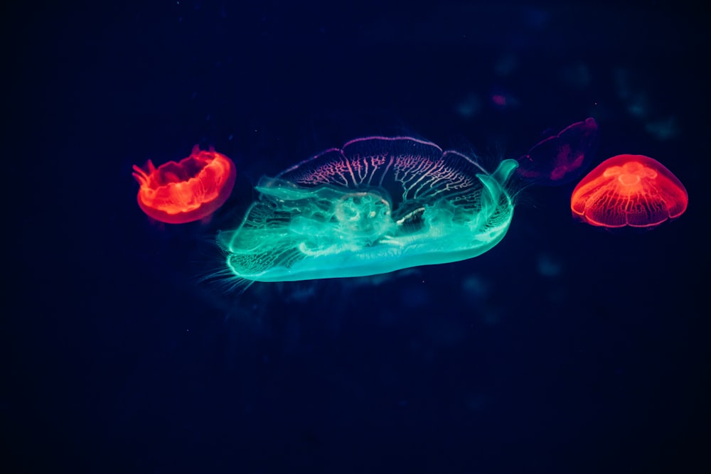 two red and one green neon jellyfishes