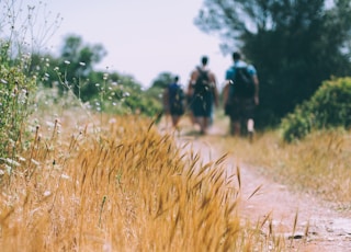 three people walking towards the tree