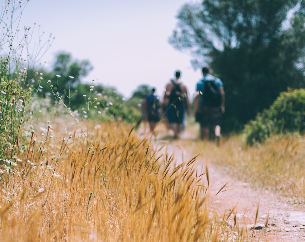 three people walking towards the tree