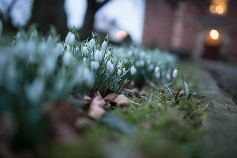 Selektive Fokusfotografie einer weißblättrigen Blume