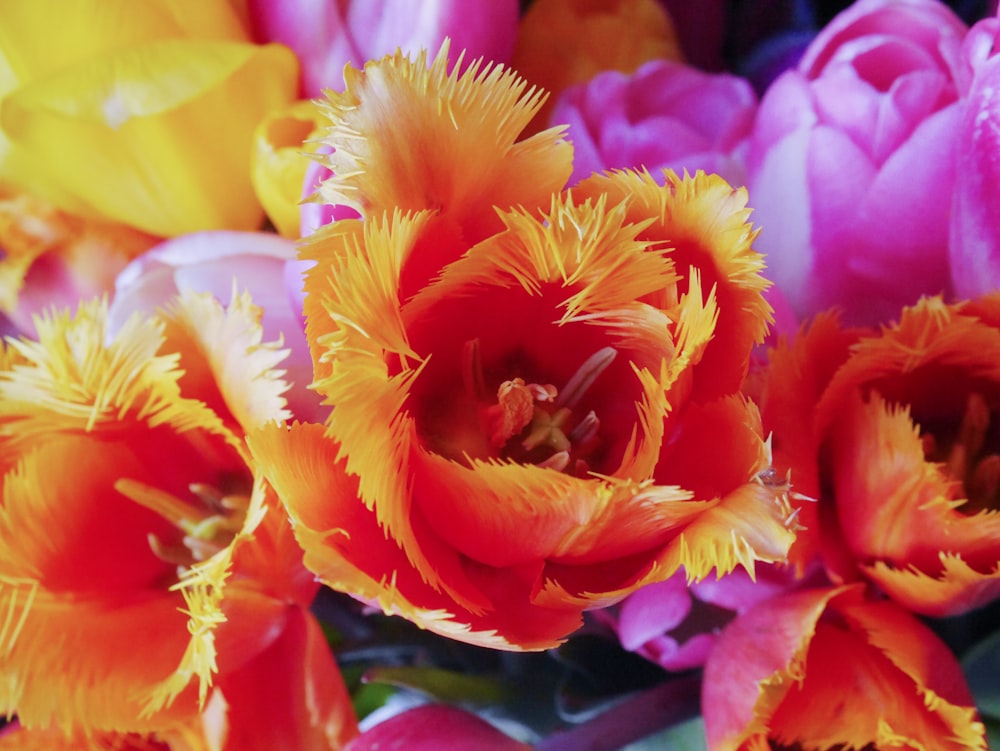 red-and-orange petaled flowers near purple and yellow flowers