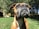 A close-up of a brown and white dog, possibly a boxer, standing on green grass in a garden. The dog's head is slightly tilted upwards, with its dark eyes and nose prominent in the image. In the background, there are trees and the blurred outlines of a garden with some potted plants and a wooden structure.