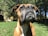 A close-up of a brown and white dog, possibly a boxer, standing on green grass in a garden. The dog's head is slightly tilted upwards, with its dark eyes and nose prominent in the image. In the background, there are trees and the blurred outlines of a garden with some potted plants and a wooden structure.