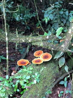Brightly colored mushrooms with orange and brown caps are growing on a moss-covered log in a lush forest setting. Green leaves and thin branches surround the area, creating a dense, natural atmosphere.