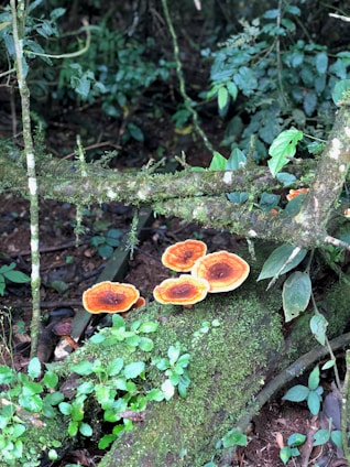 Bunch of vibrant golden oyster mushrooms growing naturally on a log