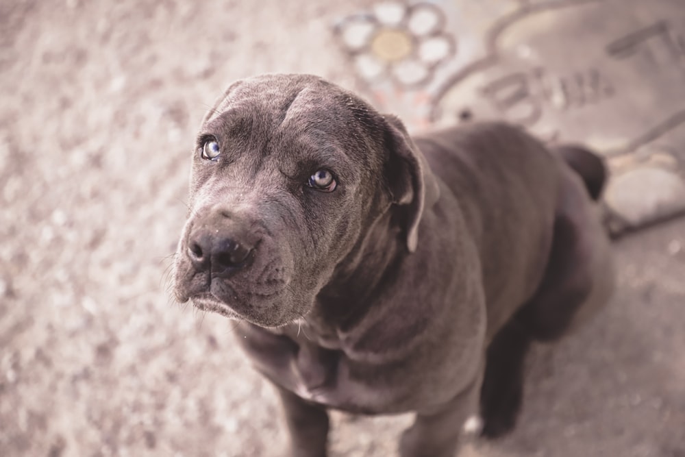 short-coated gray dog sitting