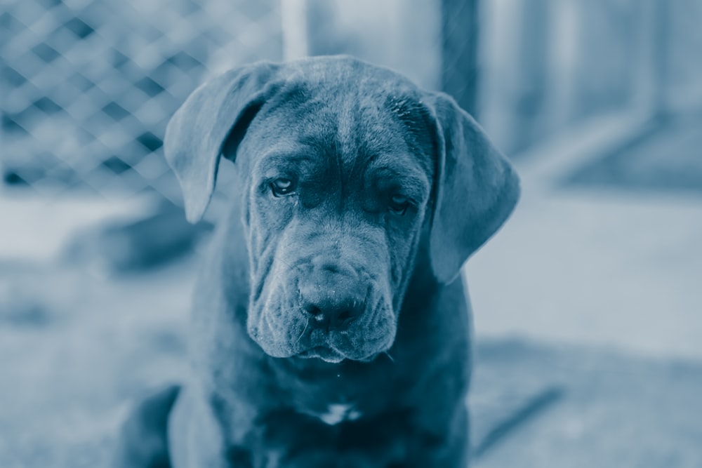 black Labrador retriever dog