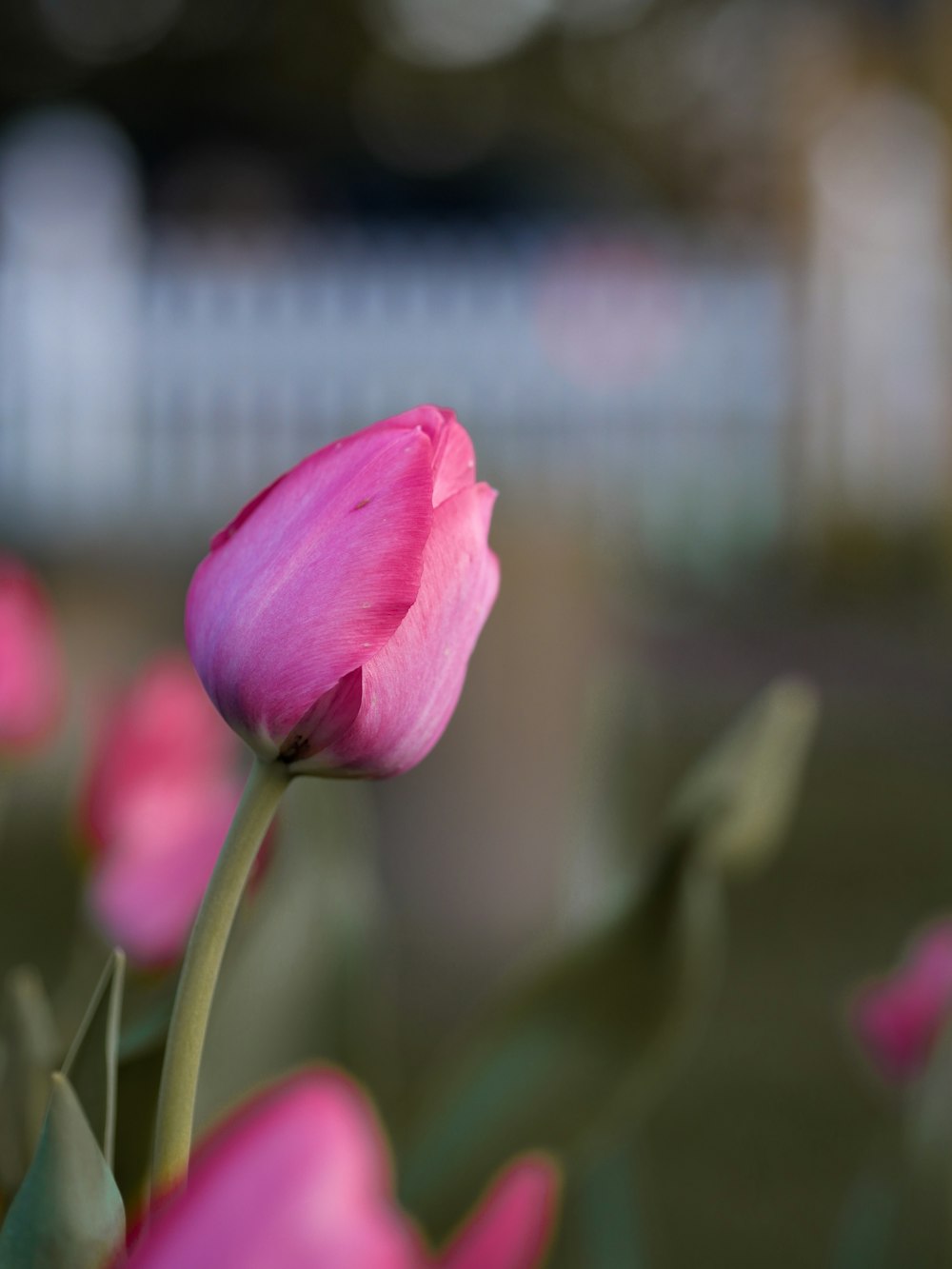 tilt shift lens photo of pink tulips