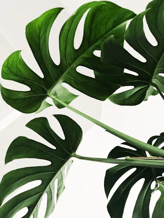 green monstera leaves on white