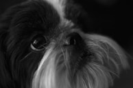 A close-up, black and white image of a dog's face, showcasing its eye, nose, and long facial hair. The fur appears smooth and well-groomed, with a focus on the texture of the dog's hair and expression.