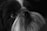 A close-up, black and white image of a dog's face, showcasing its eye, nose, and long facial hair. The fur appears smooth and well-groomed, with a focus on the texture of the dog's hair and expression.