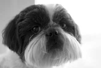 A close-up, black and white portrait of a dog with shaggy fur. The image captures the dog's face with a focus on its eyes and nose, highlighting the texture of its fur.