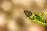An evocative painting of a delicate butterfly resting on a leaf.