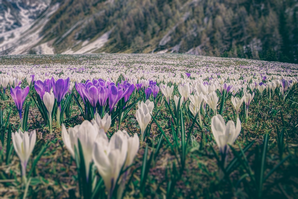 field of star of Bethlehem flowers