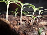 Close-up of young saplings growing in rich soil.