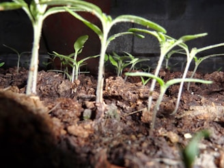 Close-up of rich, dark soil with young soybean plants sprouting.