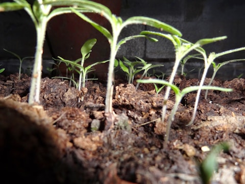 Close-up of rich, dark soil with young soybean plants sprouting.
