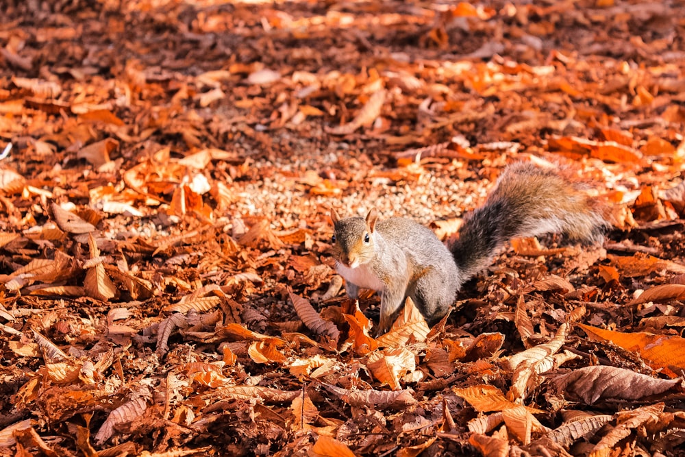 squirrel on leaf at daytime