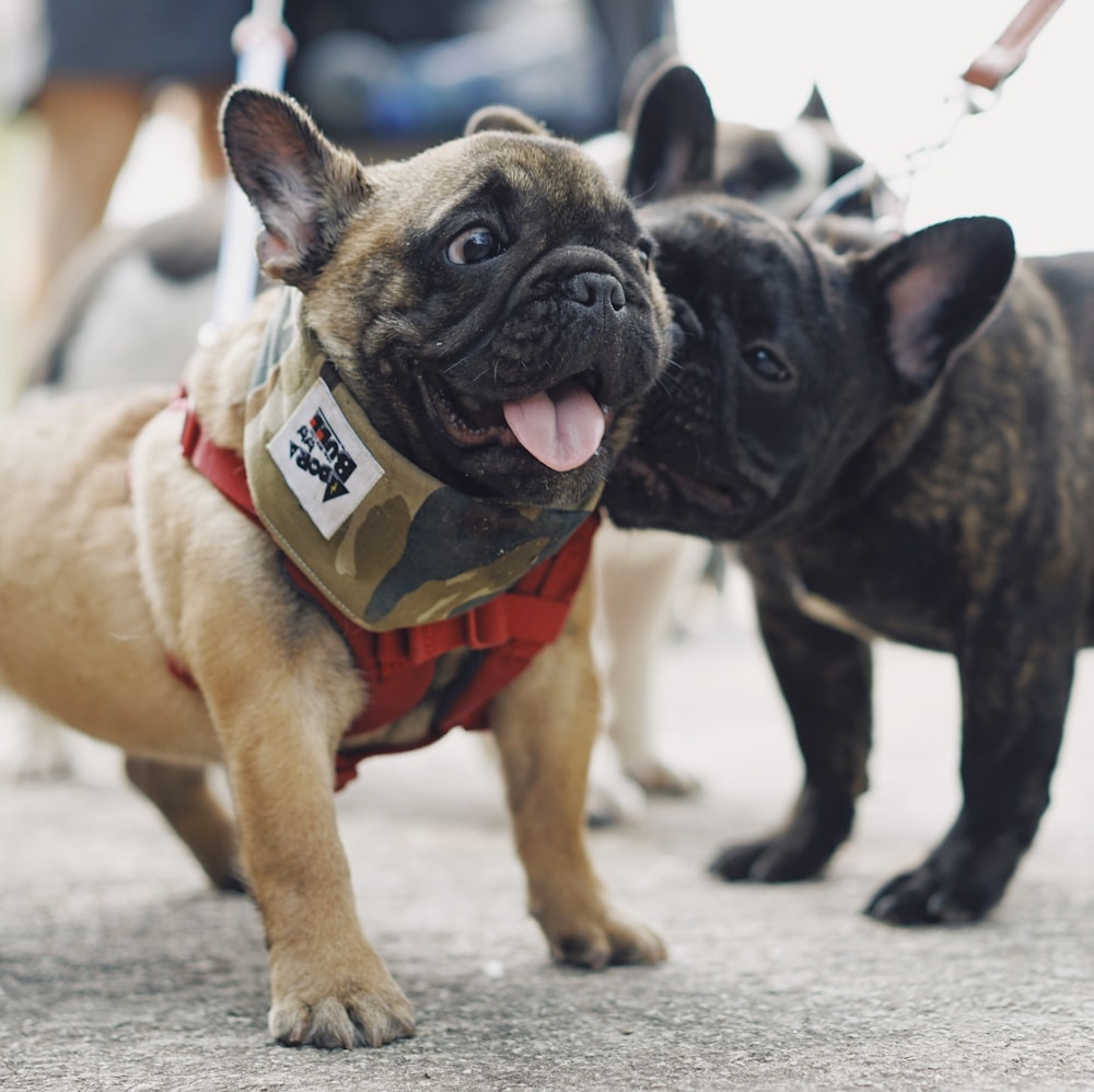 fawn pugs on ground