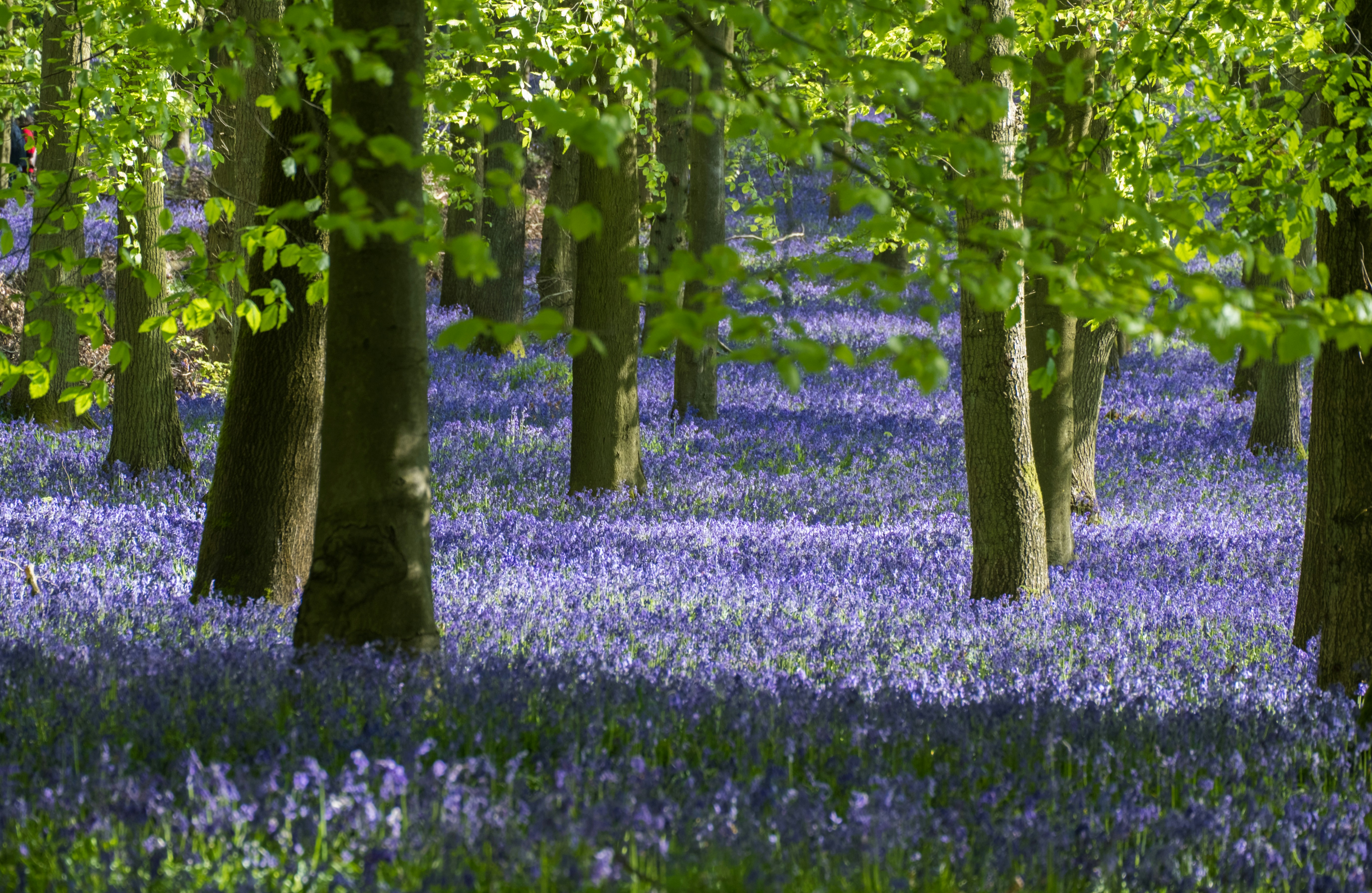 bluebell wood in the lake district