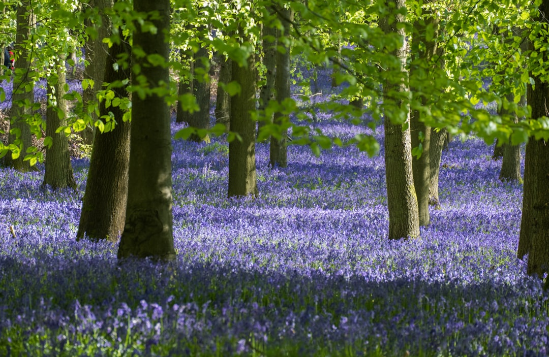 Forest photo spot National Trust Dockey Wood Cambridge