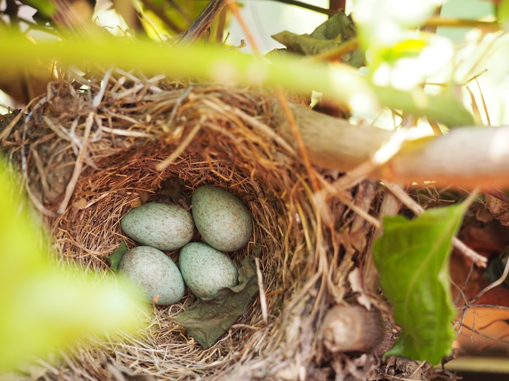 Quattro uova di uccello sul nido