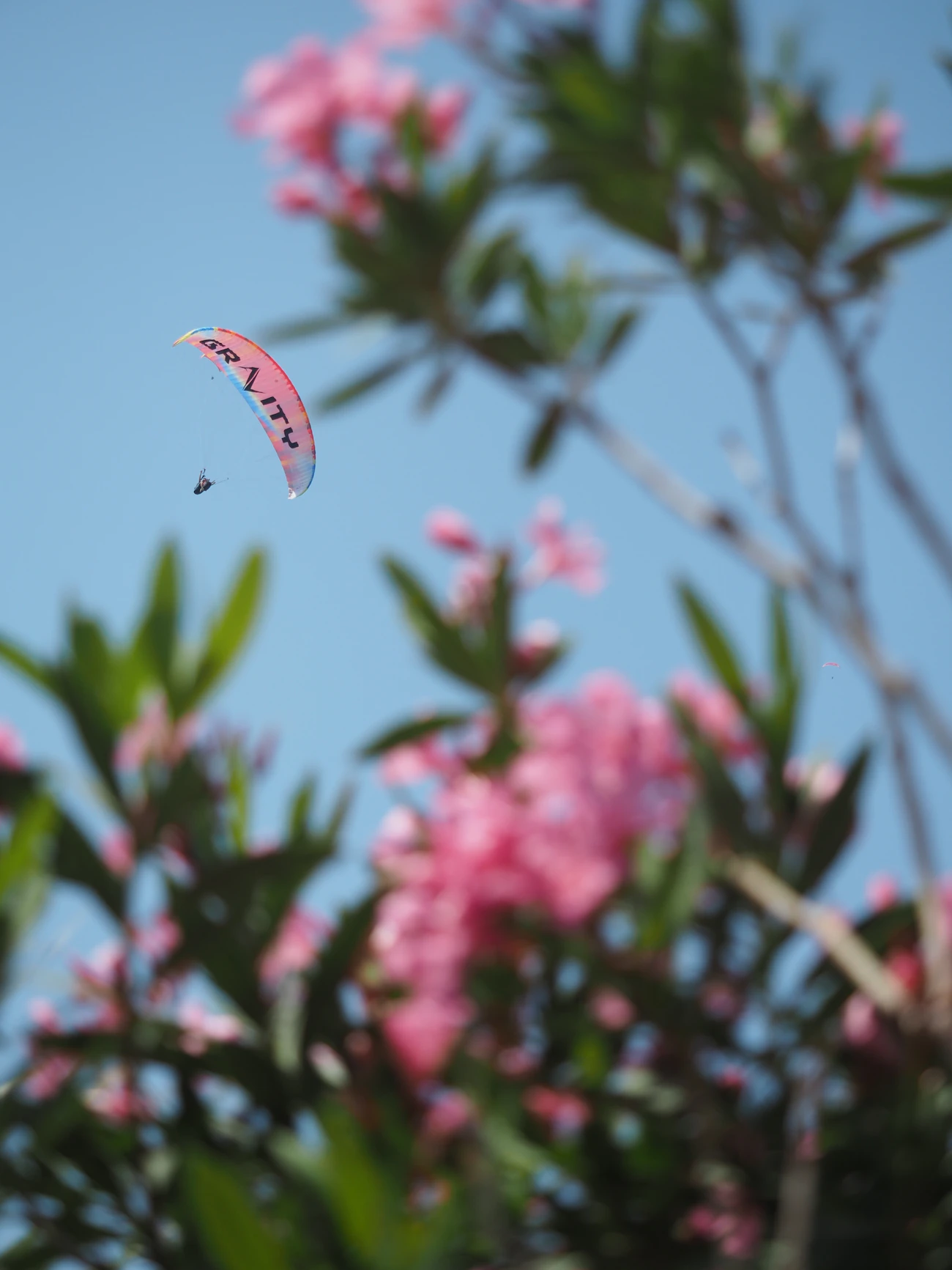 A pink wing glimpsed through pink oleander blossoms from the ground