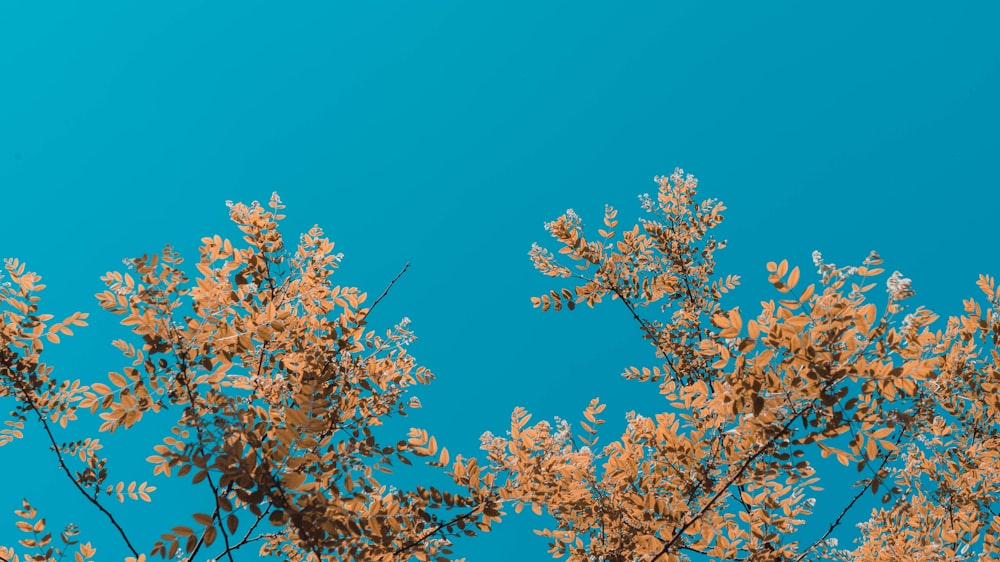 푸른 하늘 아래 갈색 꽃 나무
