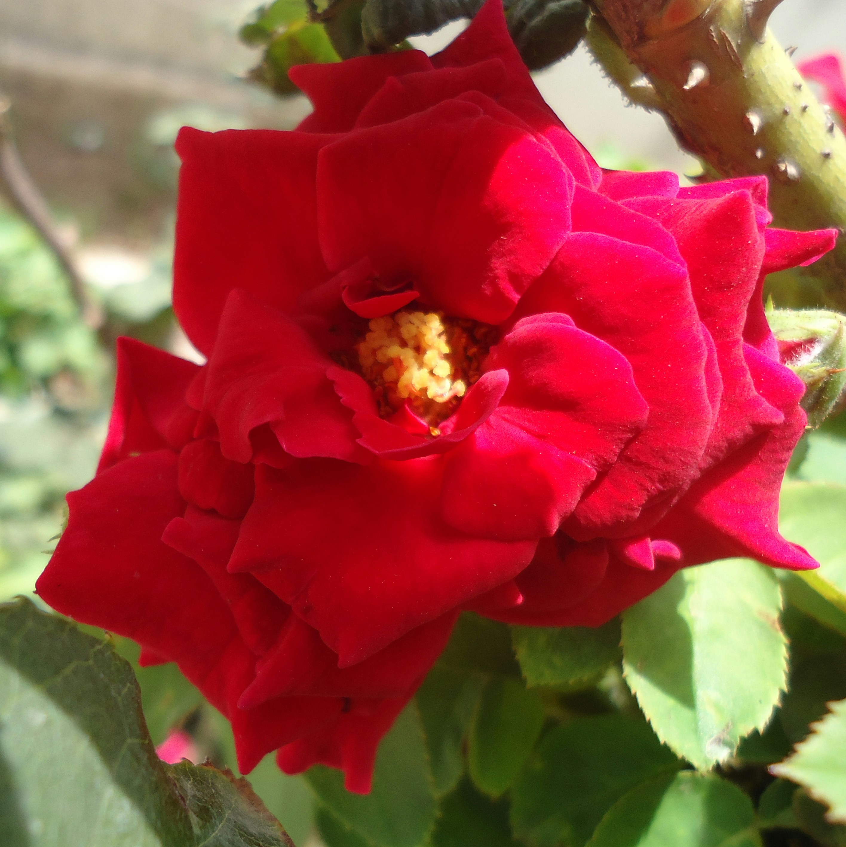 The Timeless Beauty of Roses: A Deep Dive into the Symbol of Love