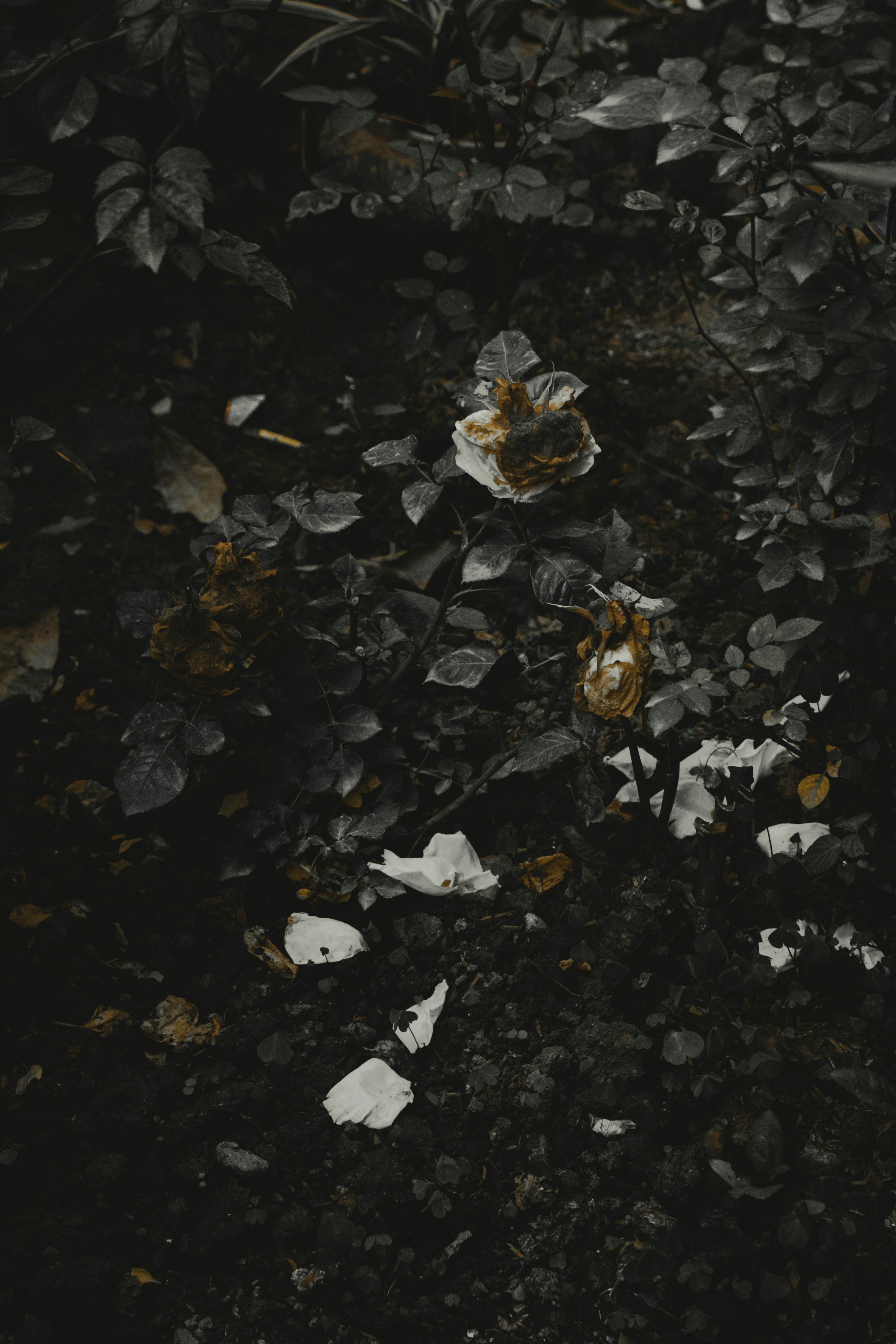 photo-1525534504533-17b9a46bf98d?ixlib=rb-1.2.1&ixid=eyJhcHBfaWQiOjEyMDd9&auto=format&fit=crop&w=934&q=80