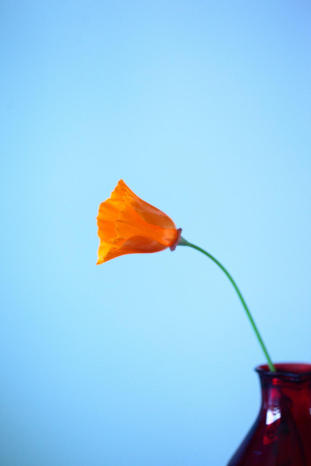 orange flower on red vase