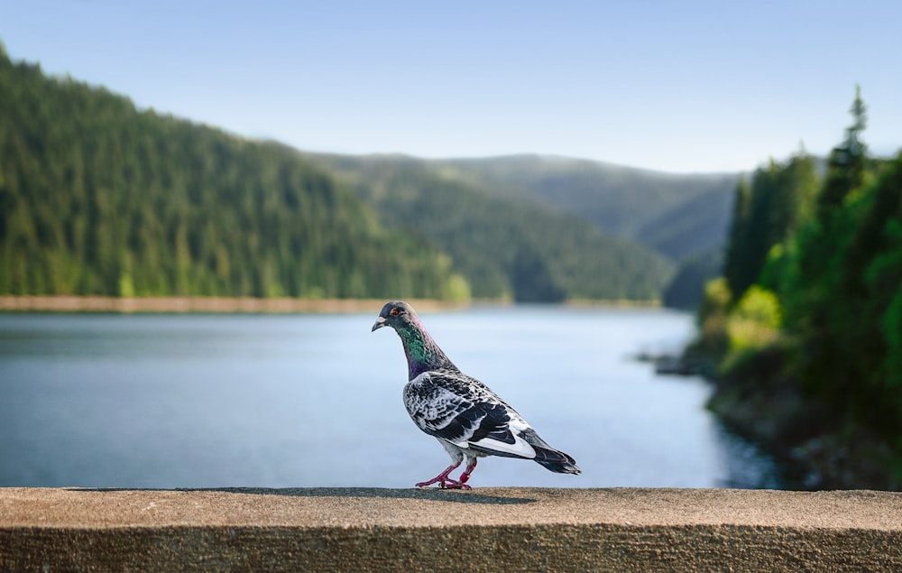 rock dove on concrete surface