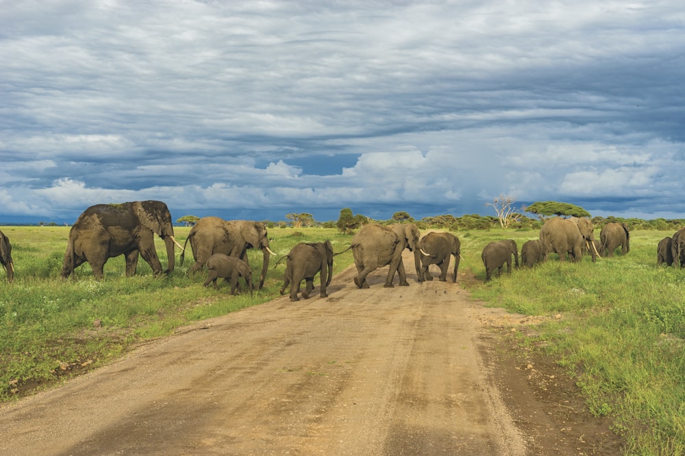 Un montón de mamuts caminando a través de la carretera