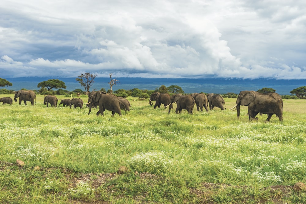 Elefantes en la hierba durante el día