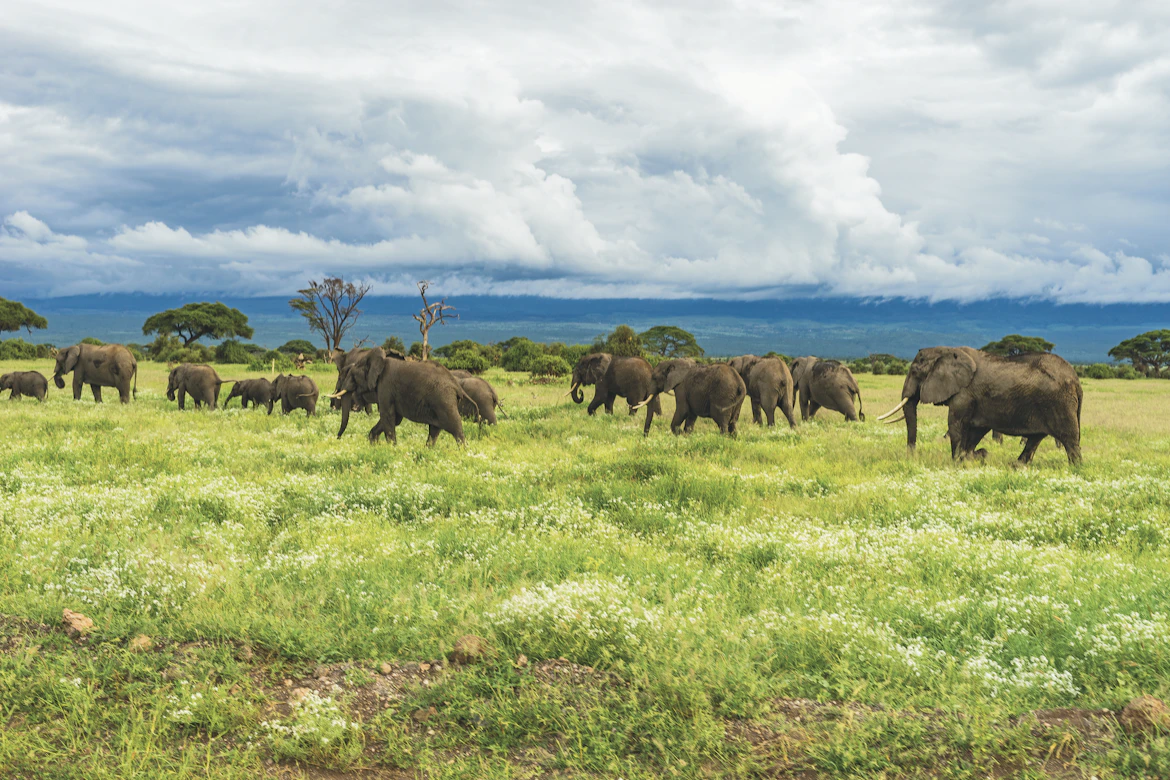 Elephants walking across the Kenyan savanna