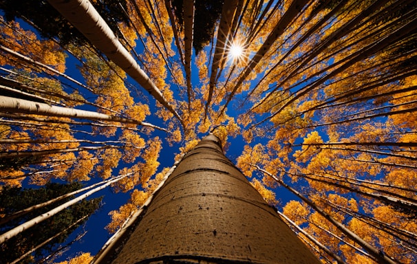 low angle photography trees