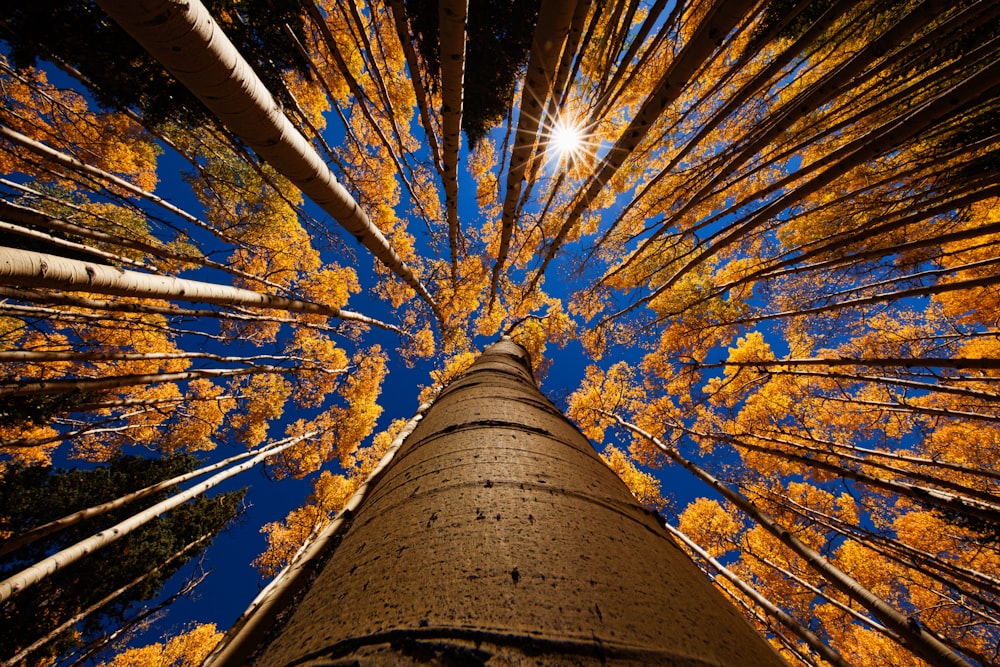 low angle photography trees