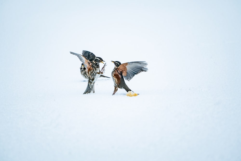 two gray-and-brown birds illustration