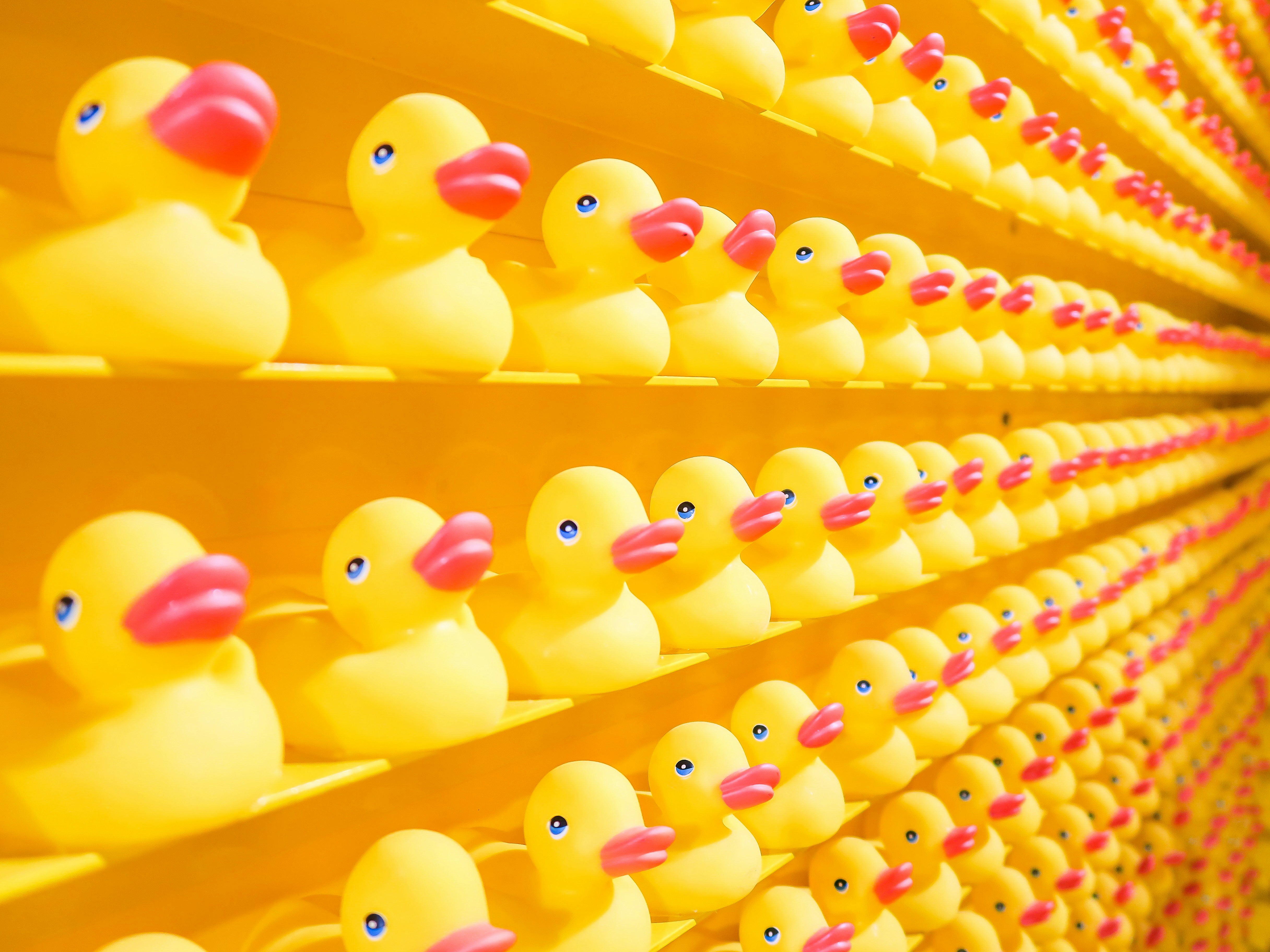 yellow rubber ducks