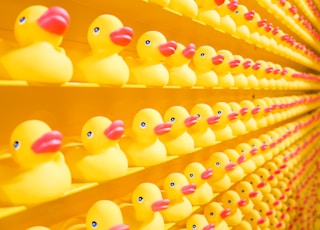 yellow rubber ducks