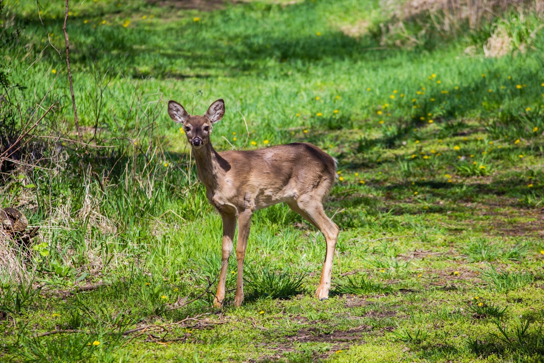 gray deer standing on green grass