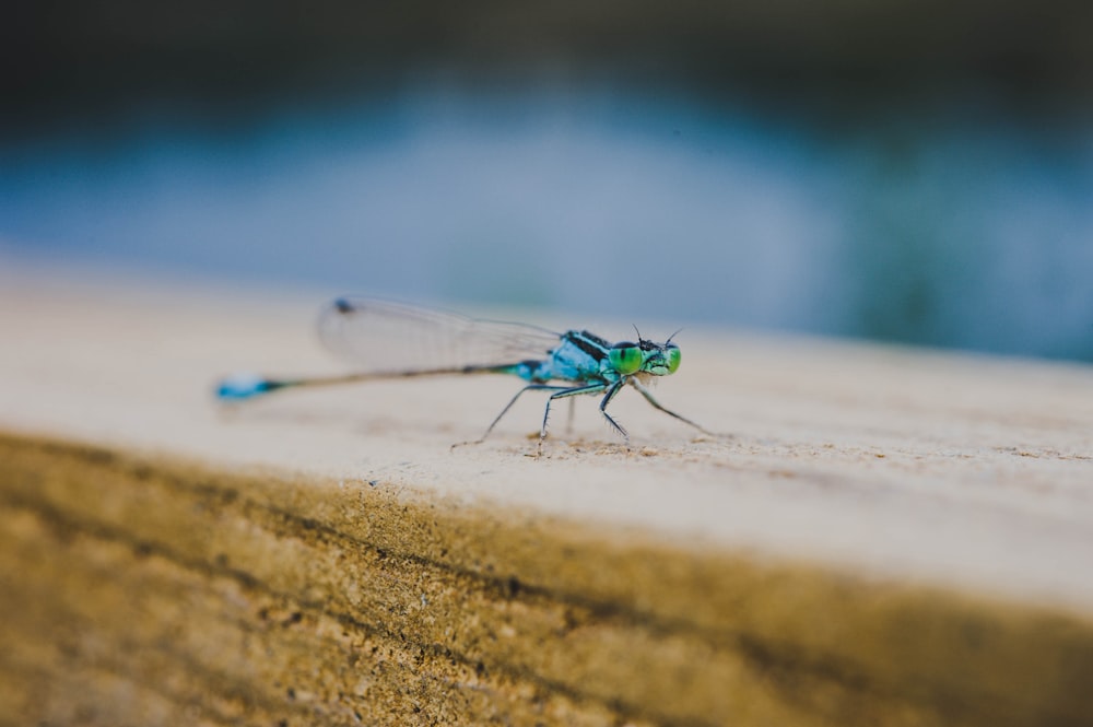 blue and green dragonfly perched on brown wood