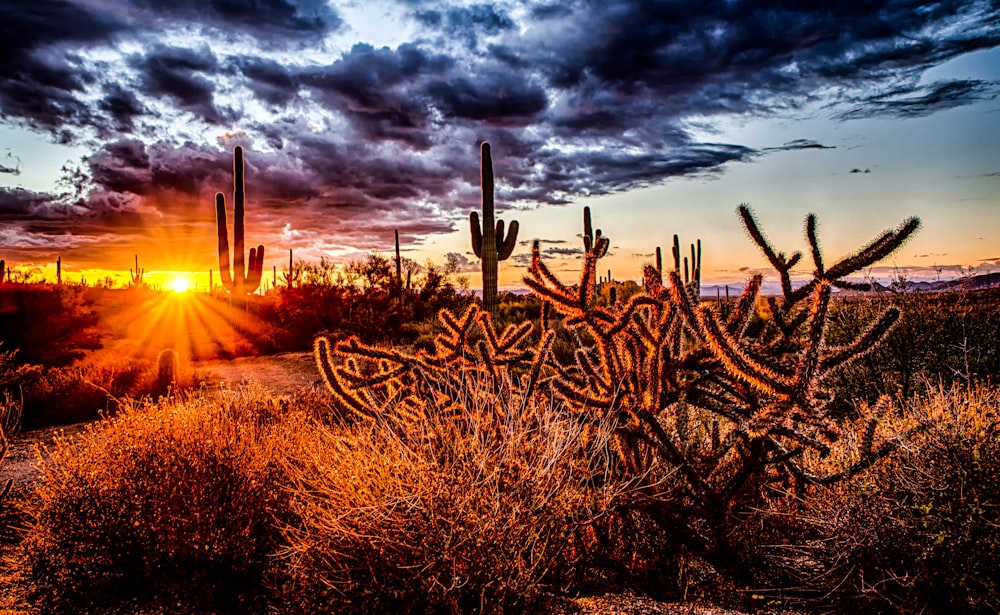 La luce del sole passa attraverso i cactus durante l'ora d'oro