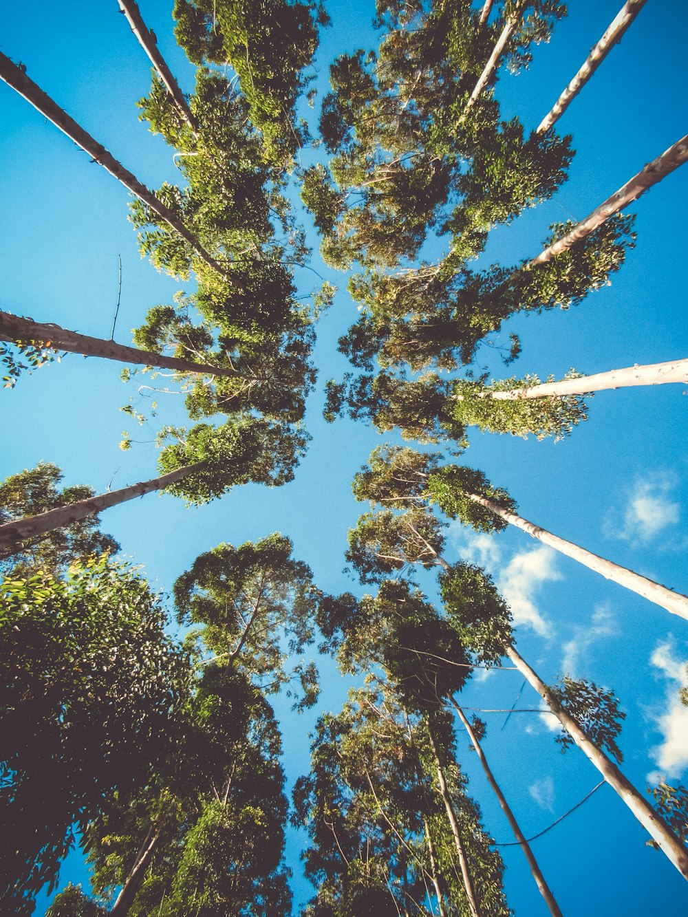 low angle photography of green leafed tree