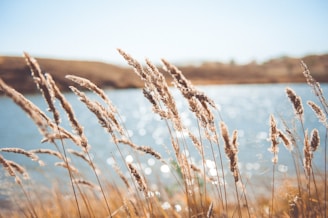 brown grass near body of water