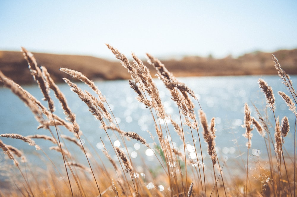 brown grass near body of water