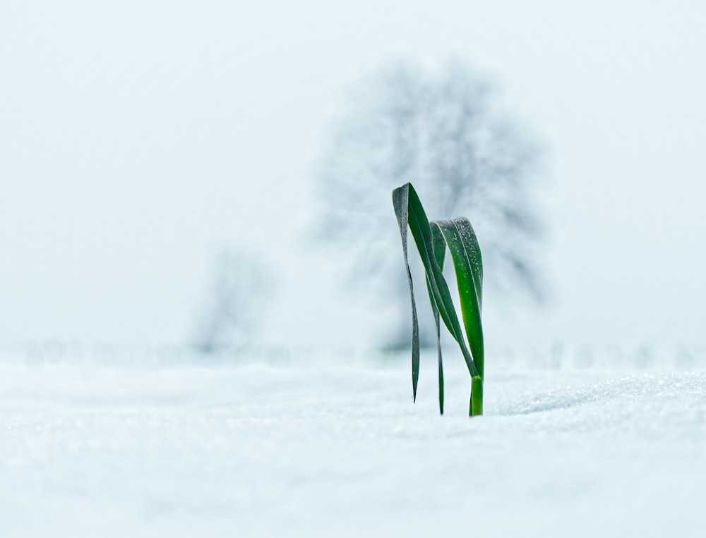 green leafed plant sprouted on icy field