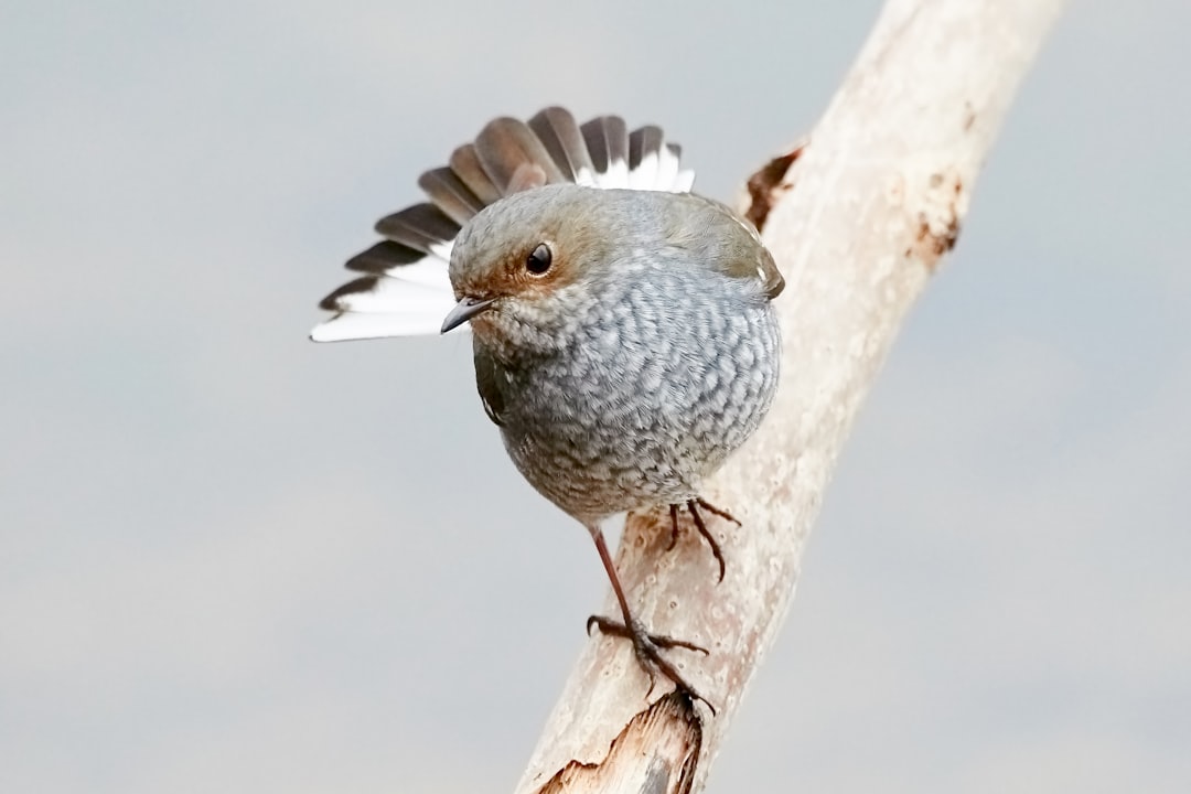 This bird was in south korea, which is extremely rare.  Many photographers were lined up trying to get their chance to capture it.  It was said this one was lost and the only one in south korea.