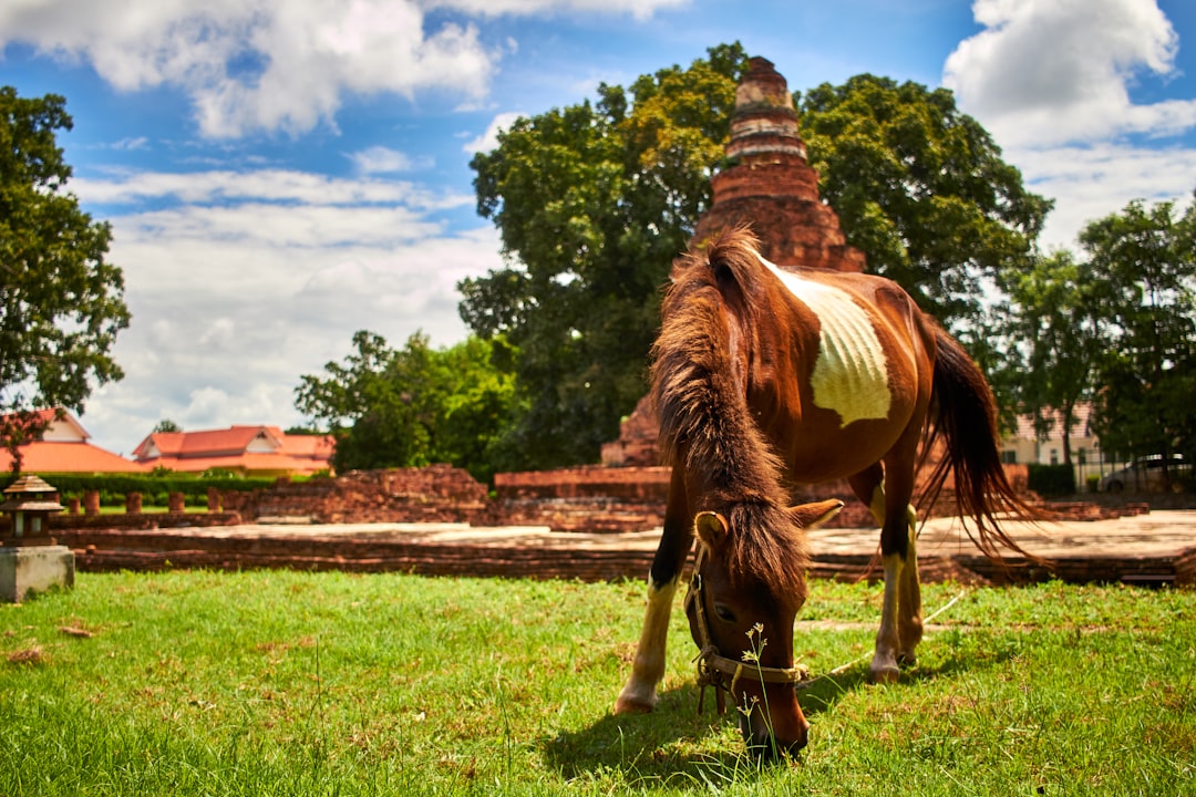 Wildlife photo spot Chiang Mai Mae Hong Son